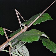 Phobaeticus alba